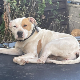 Nikita profile