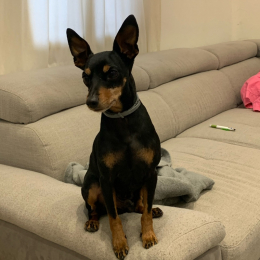 Bandi profile