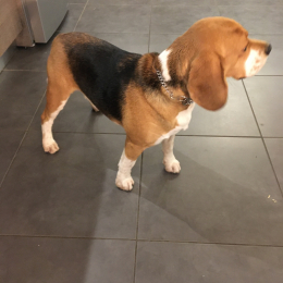 Pogo profile