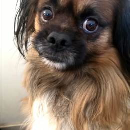 Doggo profile