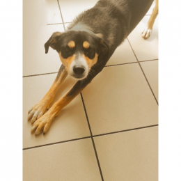 Oby profile