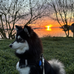 Viejo profile
