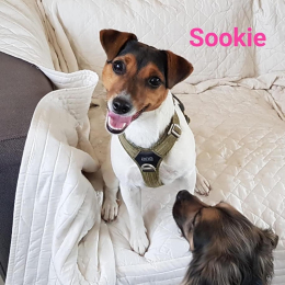 Sookie profile