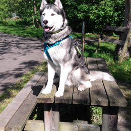 Doggo profile