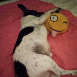 Toby profile