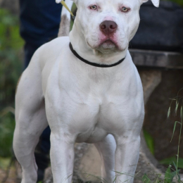 Tuki profile