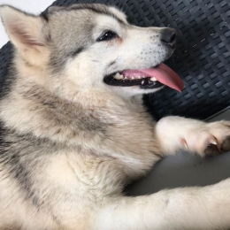 Kaya profile