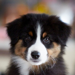 Teddy profile