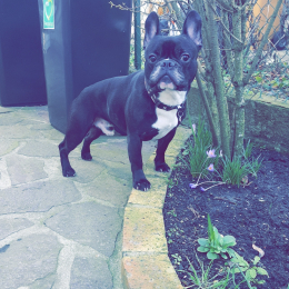 Maïko profile