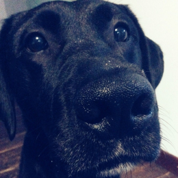 Eyes profile