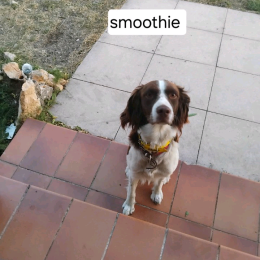 Smoothie profile