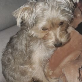 Dorian