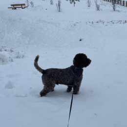 Pepe profile
