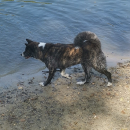 Xena profile