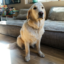 Doggo profile