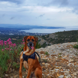Doggo profile