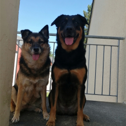 Mirka et tao profile