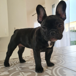 Zélie profile