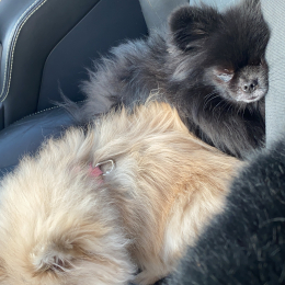 Ruby et bella profile