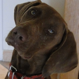 Heiko profile