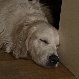 Cheddar profile