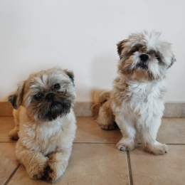 Maurice et léon  profile