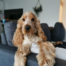 Nelson profile