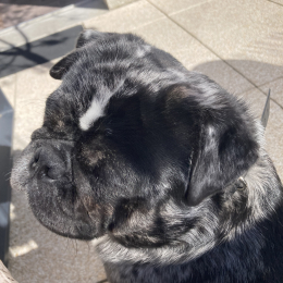 Pablo profile