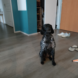 Polly profile