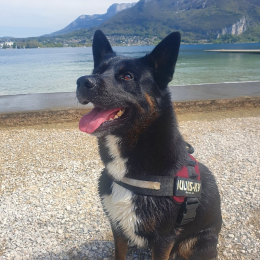 Doggo profile