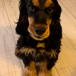Murphy profile