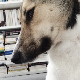 Johan profile