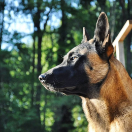 Rakkam profile