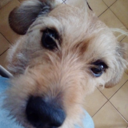 Iago profile