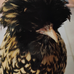 Sandra profile