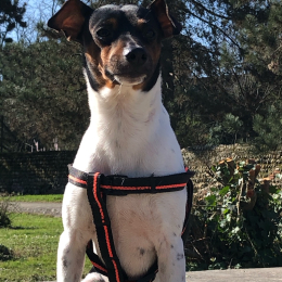 Snoopy profile