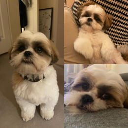 Achille profile