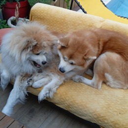 Roxy et taiko profile