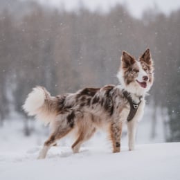 Max profile