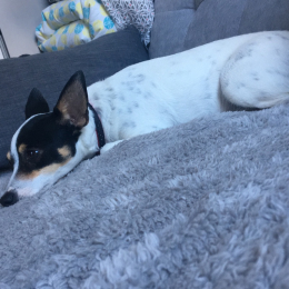 Nala profile