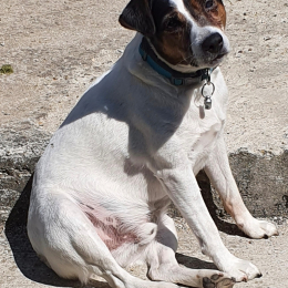 Reese profile