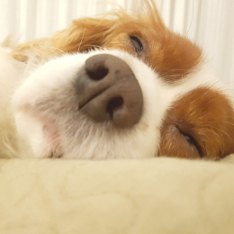 Cookie profile