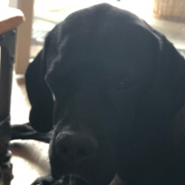 Dante profile