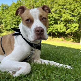 Milo profile