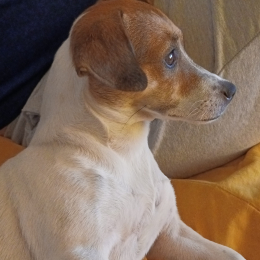 Giada profile