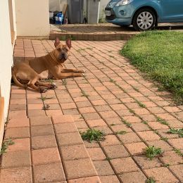 Hera profile