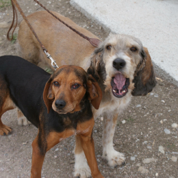 Samba et loona profile