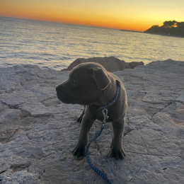 Valko profile