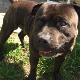 Taz  profile