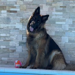 Talya profile